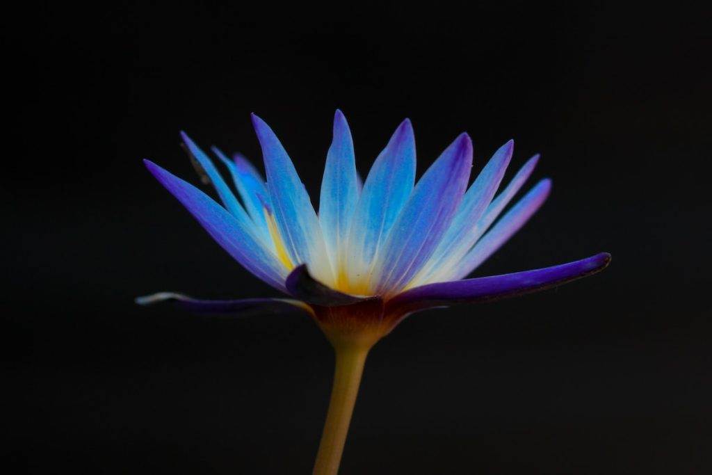 Ce floare infloreste de 12 ori pe an?
