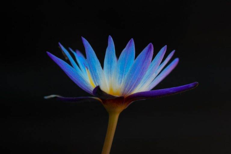 Ce floare infloreste de 12 ori pe an?